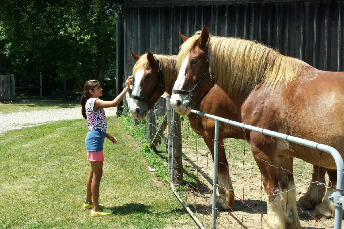 Animals at Doon heritage Village