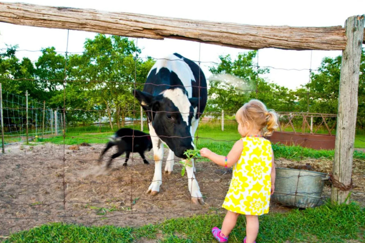 spring and summer seasons
