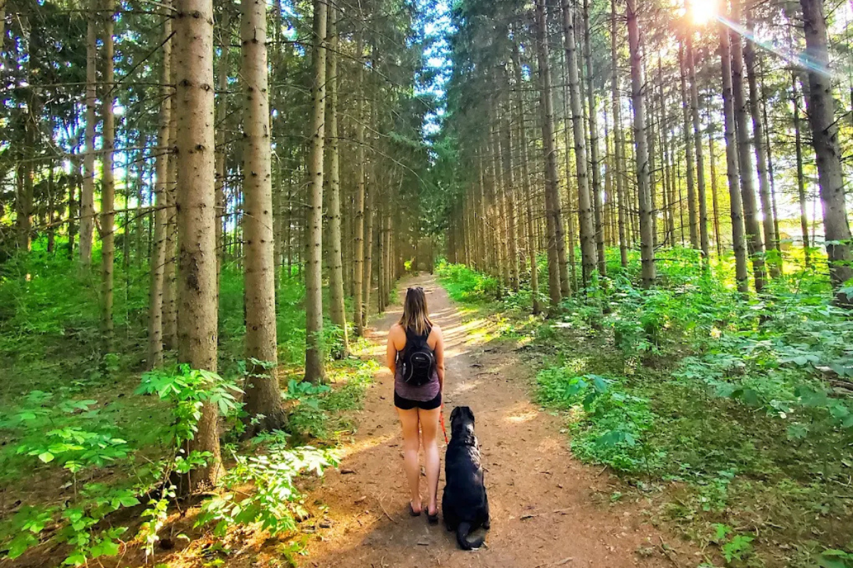 Laurel Creek hiking trails boardwalk Waterloo