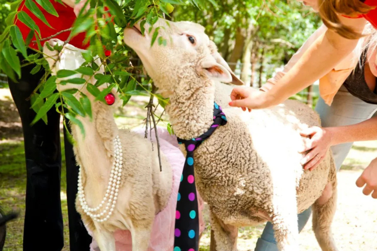 Unwind with Nature at Steckle Heritage Farm