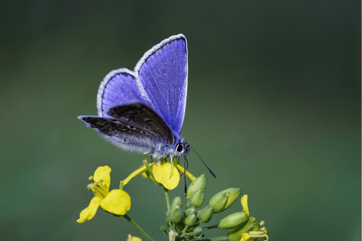 Butterfly Close-Up