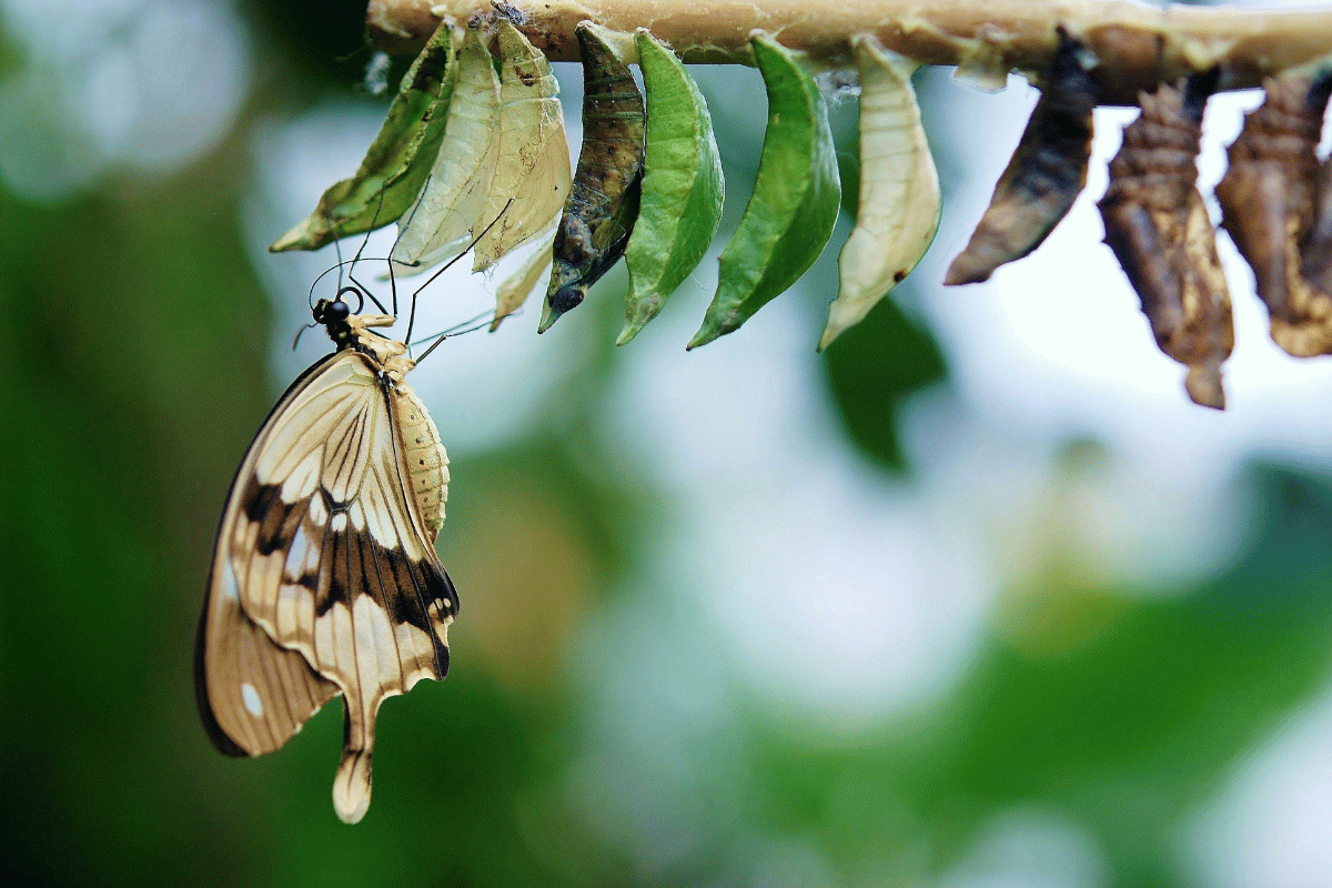 Hanging chrysalises