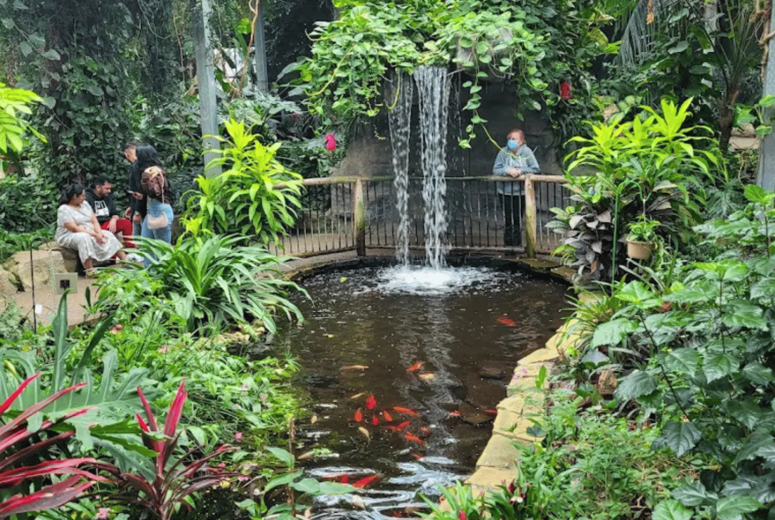 Small waterfall in Butterfly Conservatory