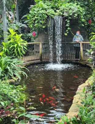 Small waterfall in Butterfly Conservatory